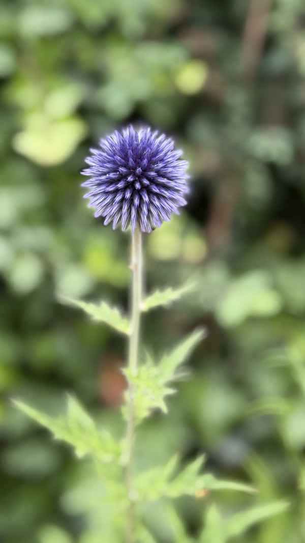 Ruthenische Kugeldistel