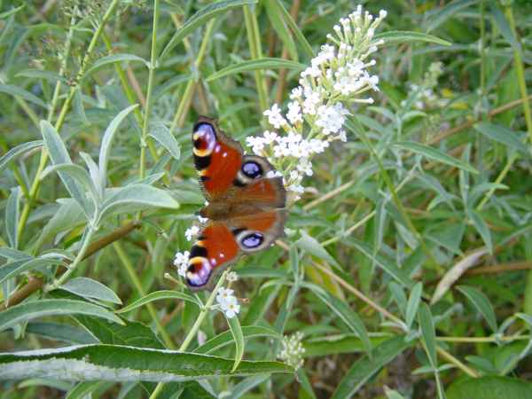 Schmetterling