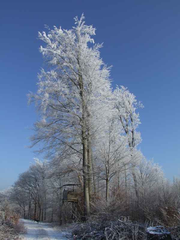 Winterreif im Odenwald, Serie 2