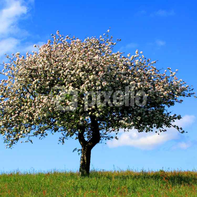 BLÜTEN AM ALTEN APFELBAUM