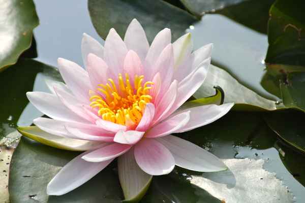 Rosa Seerose