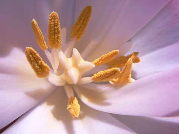 halb Licht, halb Schatten