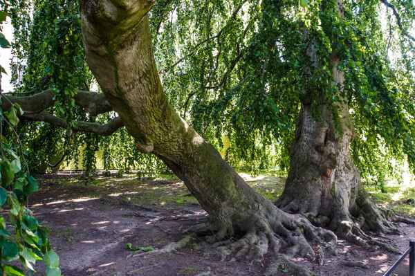 Doppelbuche mit imposanter Verwurzelung