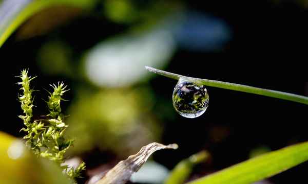 morgens in den wiesen 6