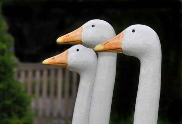 Gänse