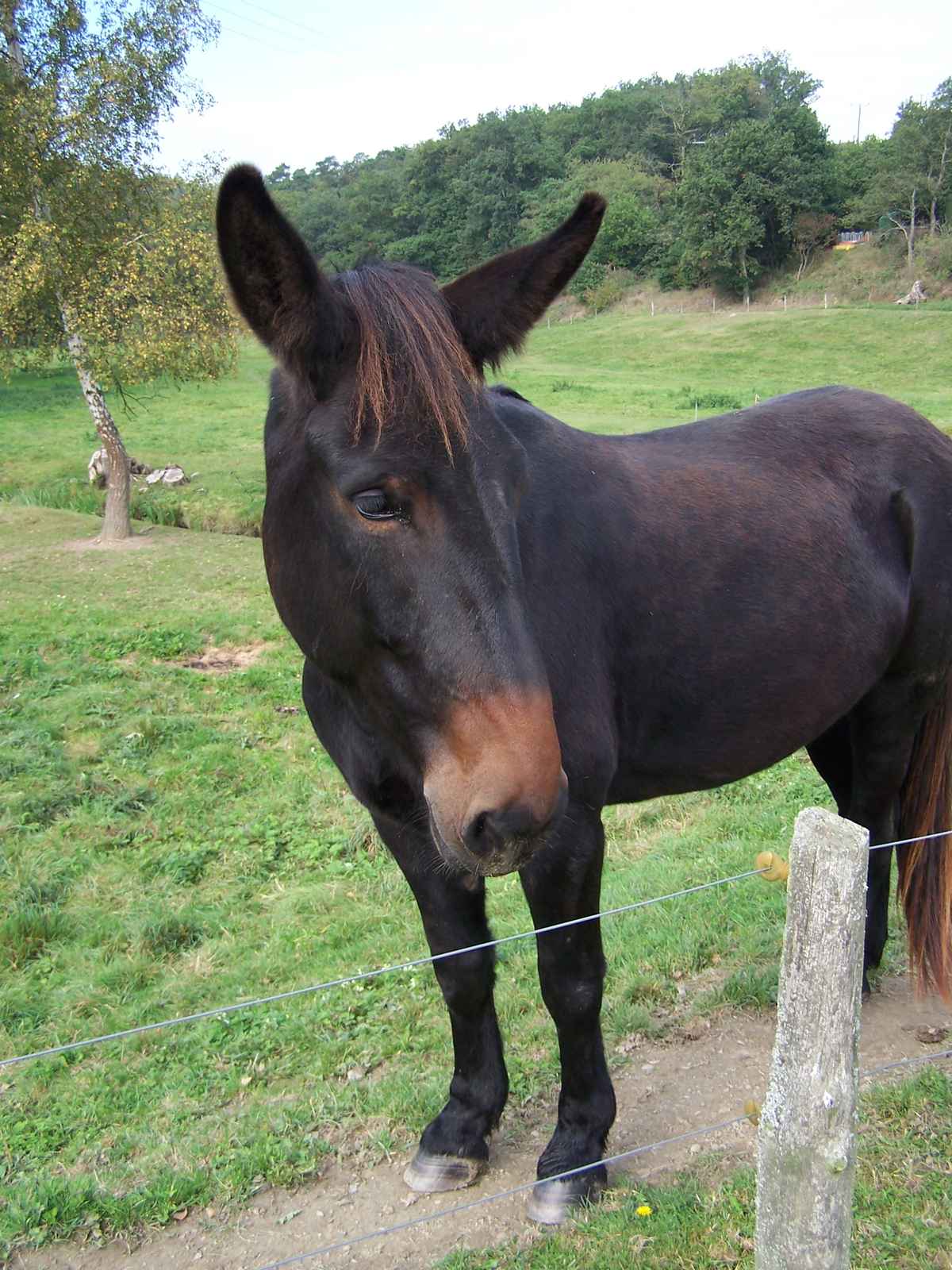 Maulpferd oder Maulesel?