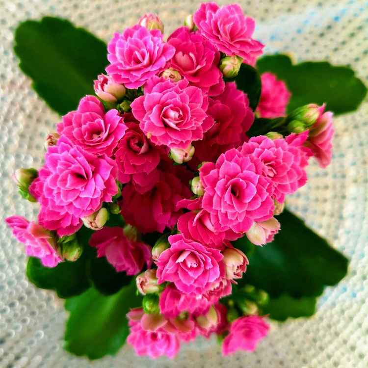 Kalanchoe in pink