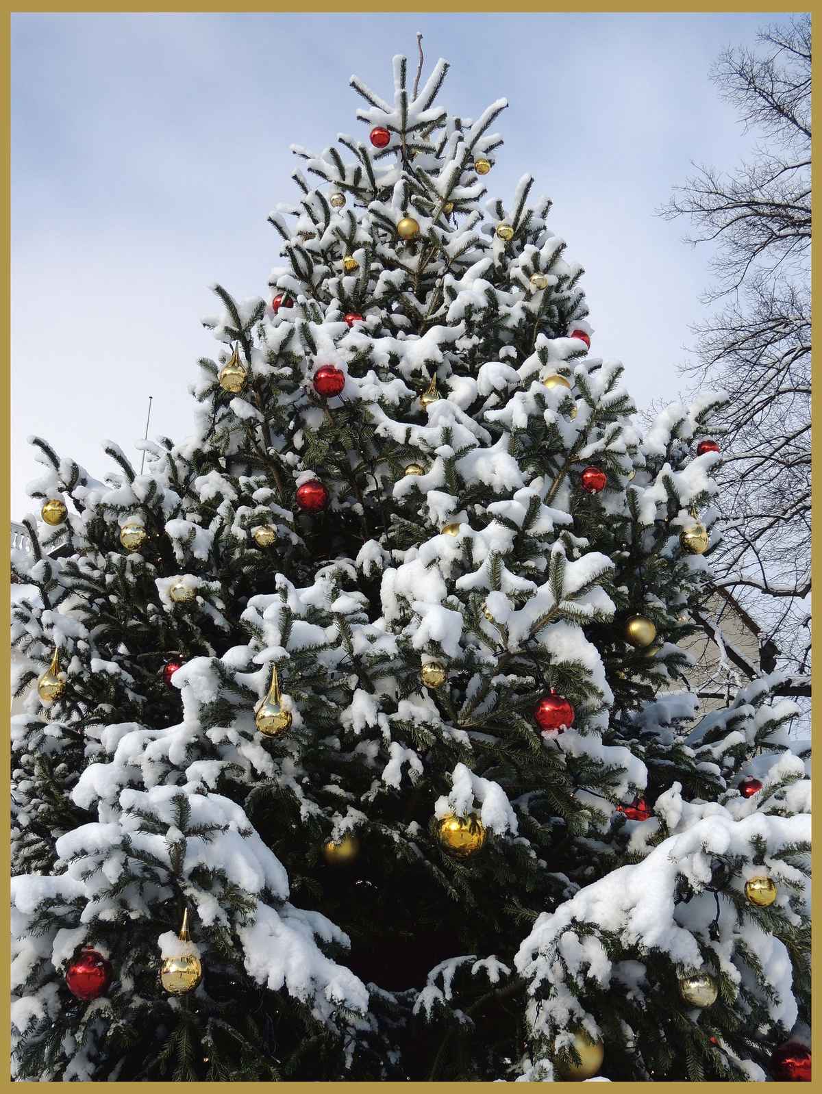 Weihnachtsbaum im Winterkleid
