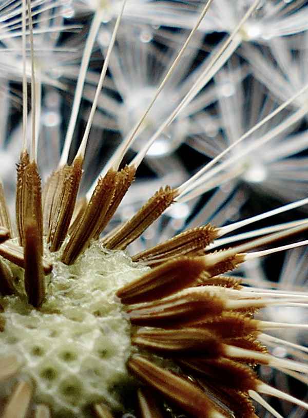 Pusteblume ganz Nah