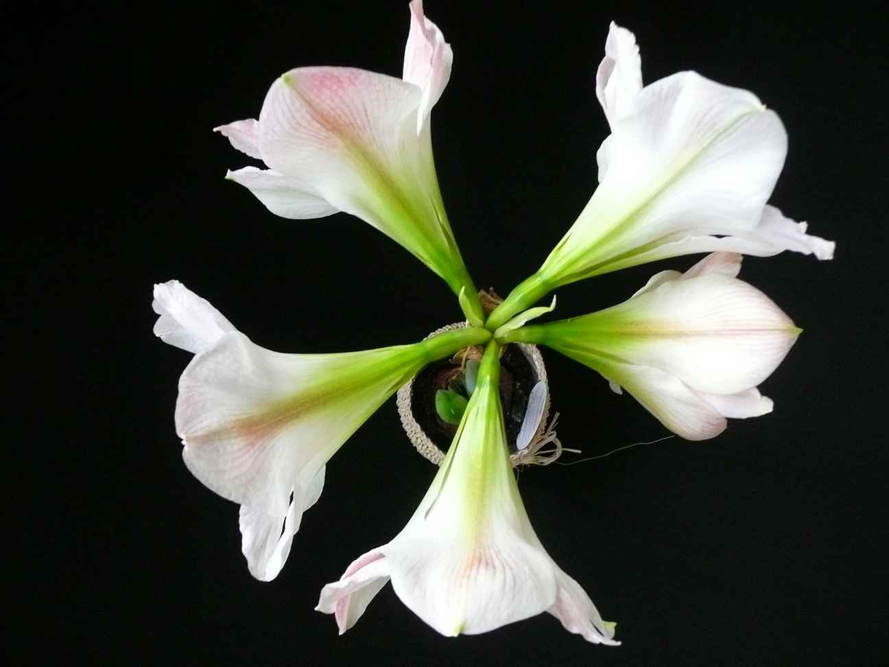 Amaryllisblüte