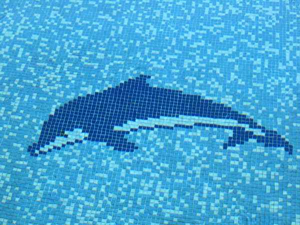 Delphin im Pool