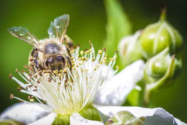 Biene auf Brombeerenblüte
