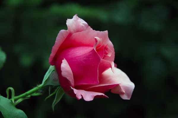 Rosenblüte