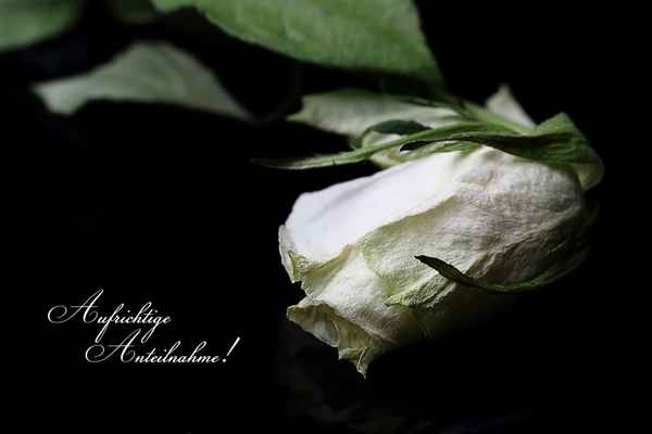 Aufrichtige Anteilnahme