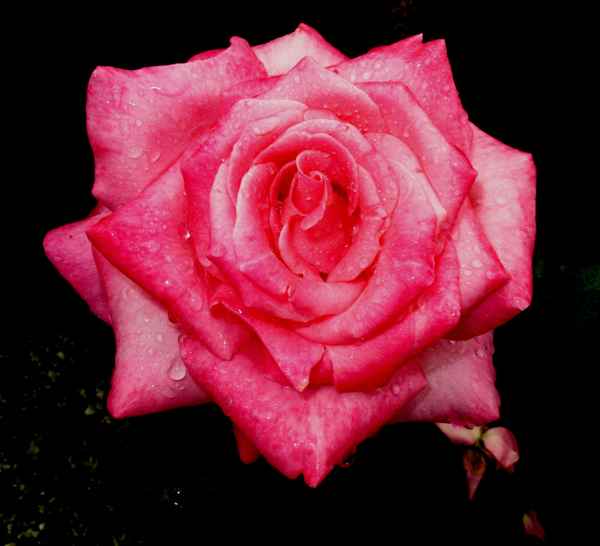 Eine Rose