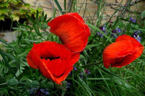 Roter Mohn
