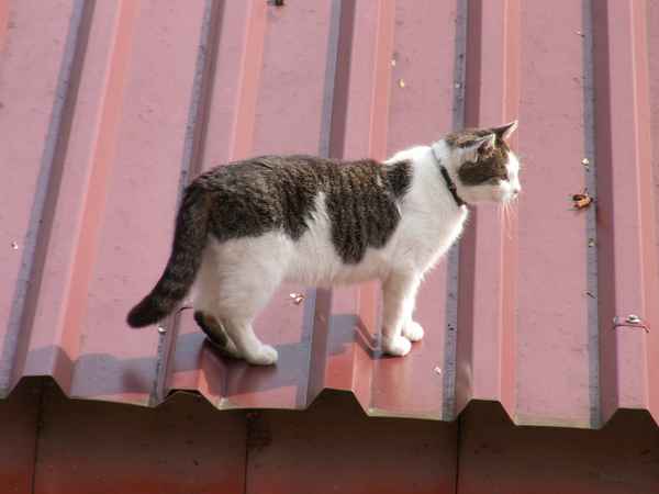 Die Katze auf dem heissen Blechdach