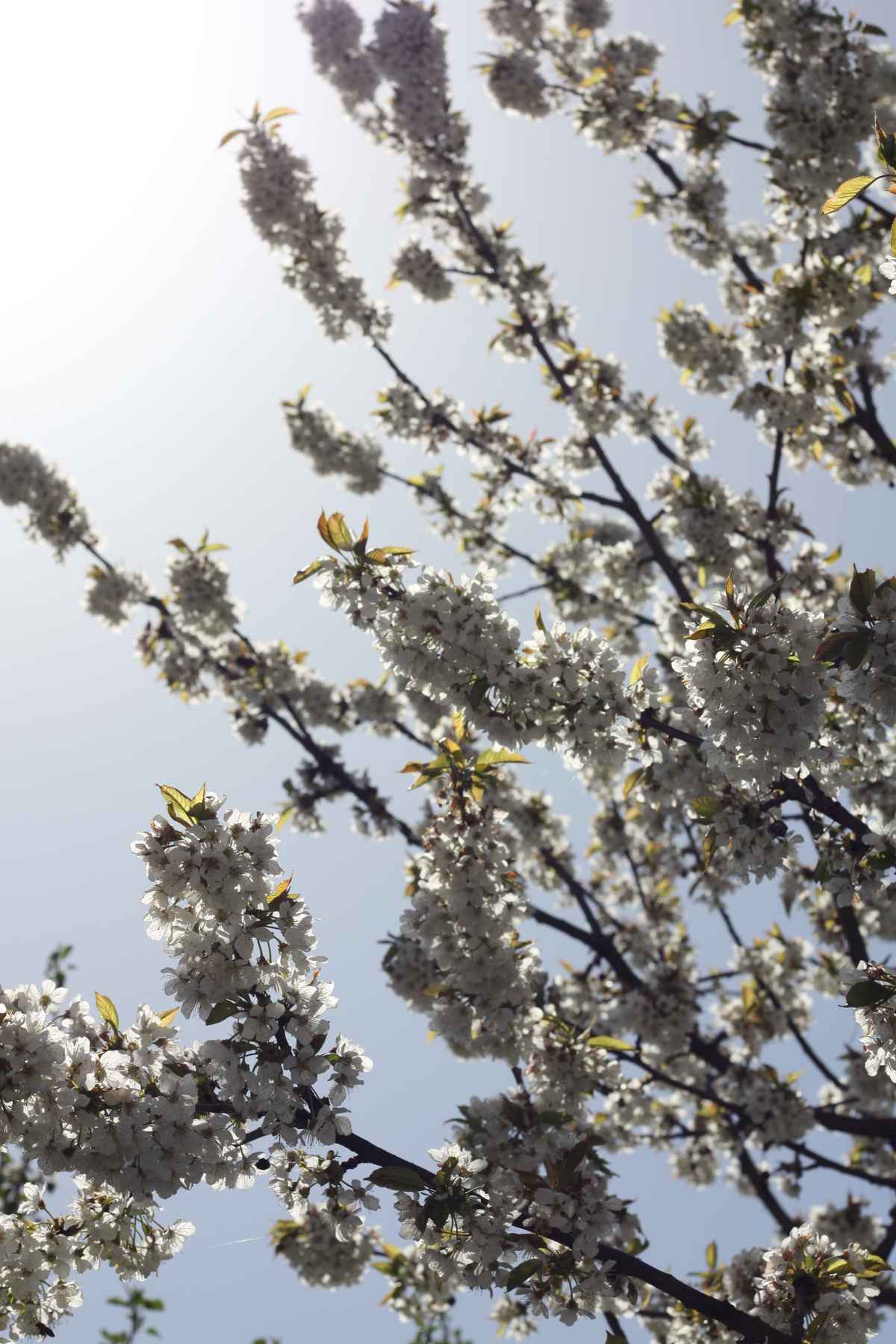 Apfelblüte