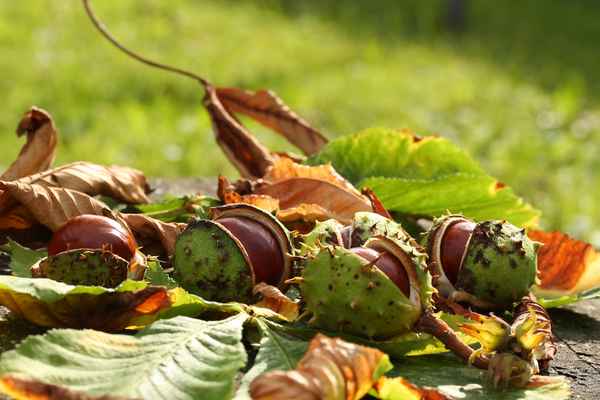 der Herbst kommt