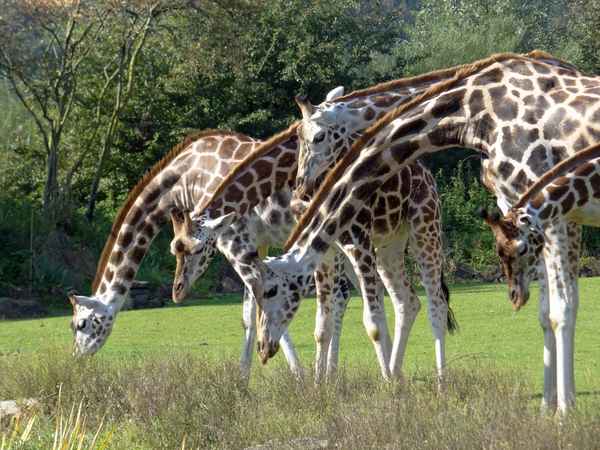 Giraffenherde