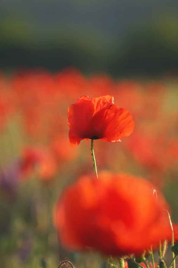 Corn Poppy - Mohnblume