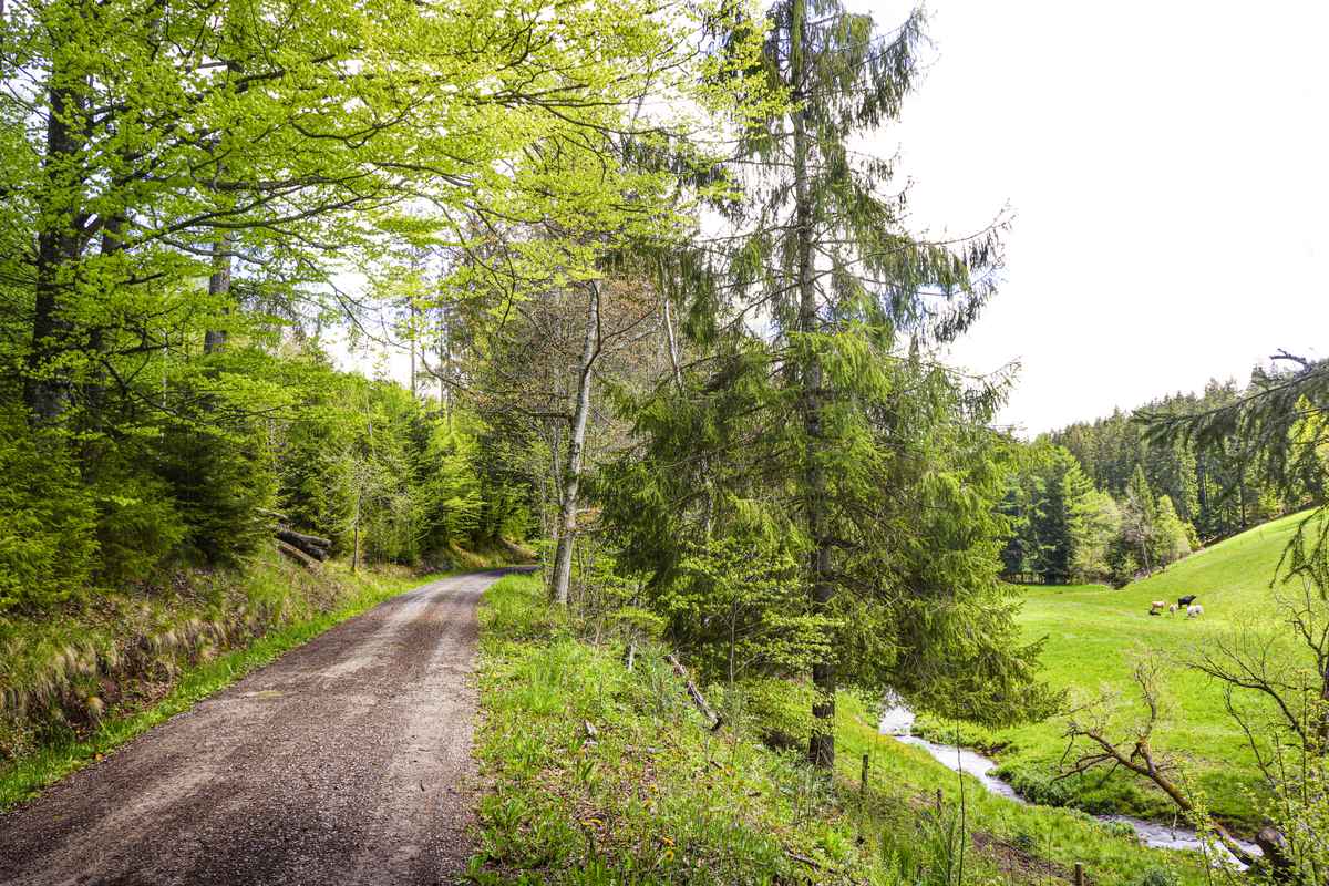 Frühling im Zinsbachtal