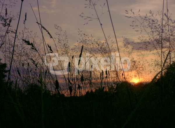 Wiese im Sonnenuntergang