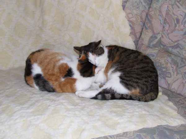 Meine beiden Schätzchen beim Kuscheln