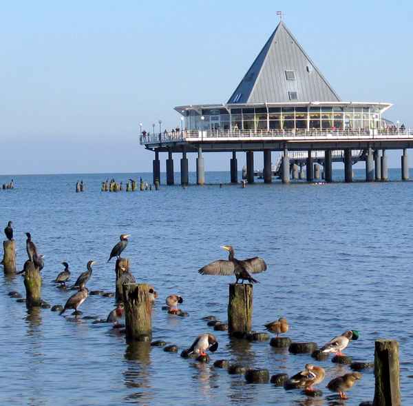 Kormorane  vor der Brücke in Heringsdorf ( Usedom )