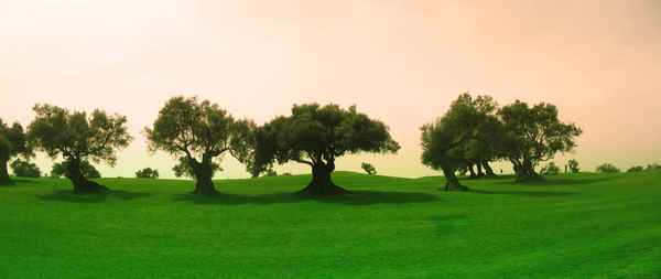 Algarve-Golf mit Olivenbäumen