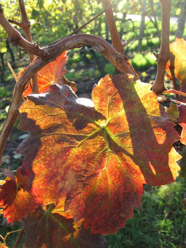 Weinstock im Herbst