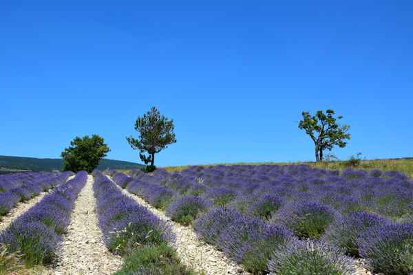 Lavandin (Hybrid-Lavendel)