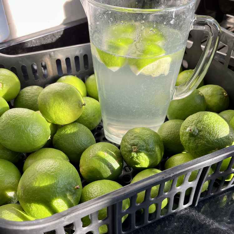 Erfrischungsgetränk