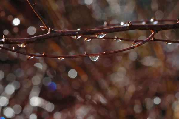  Wassertropfen am Strauch