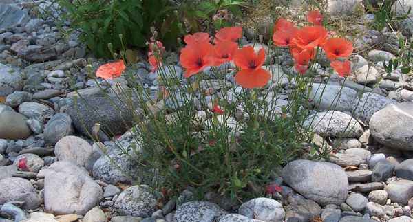  Steinmohn