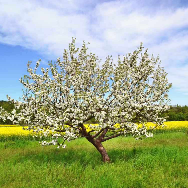 blühender Apfelbaum
