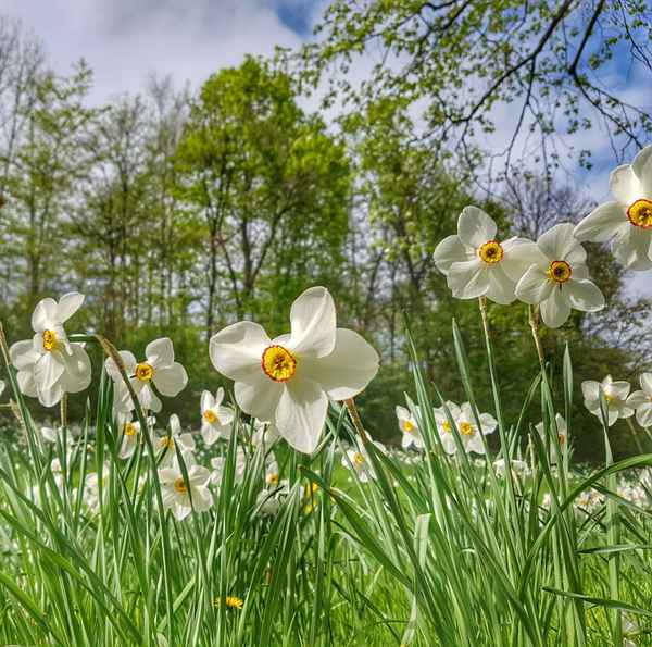 Osterwiese