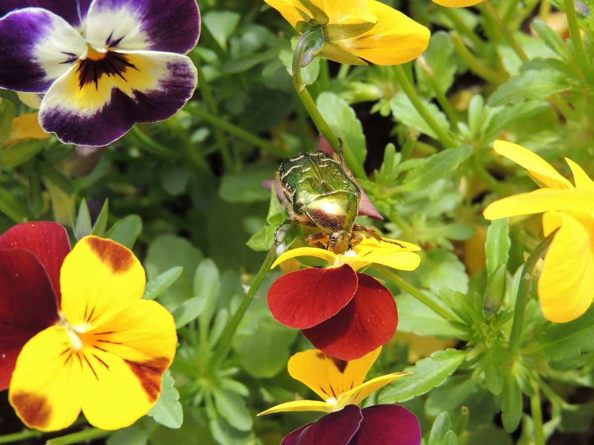 Goldglänzender Rosenkäfer stärkt sich an Hornveilchen