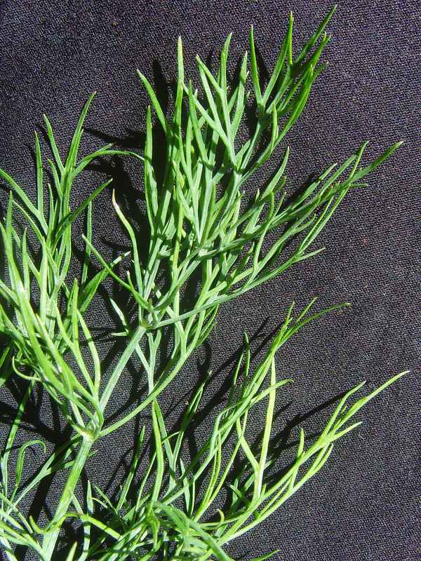 Dill - unentbehrliches einheimisches Gartenkraut
