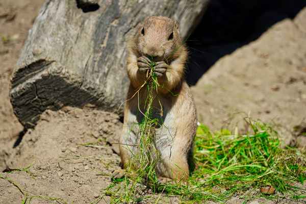 Präriehund bei einer Mahlzeit