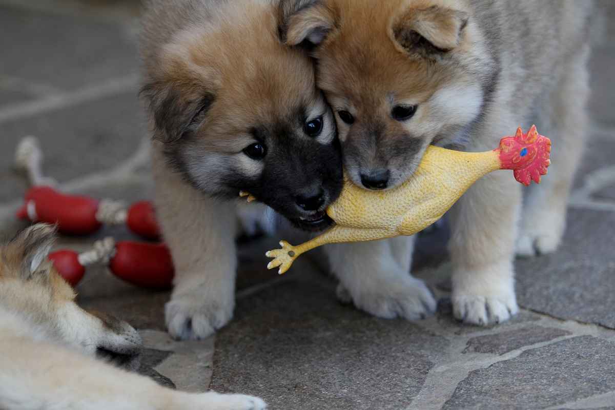 Zwei süße Fellnasen