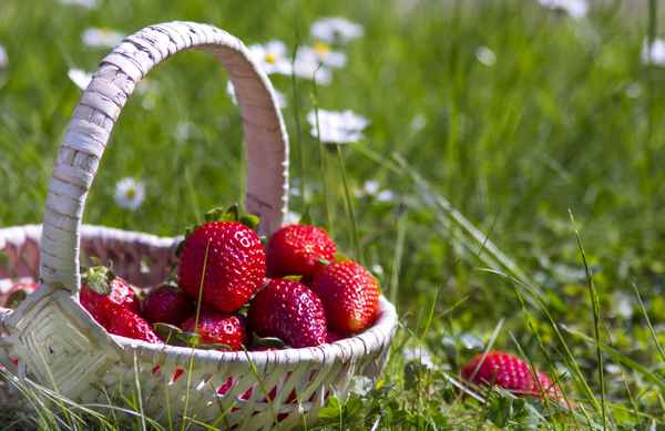 Erdbeeren Korb