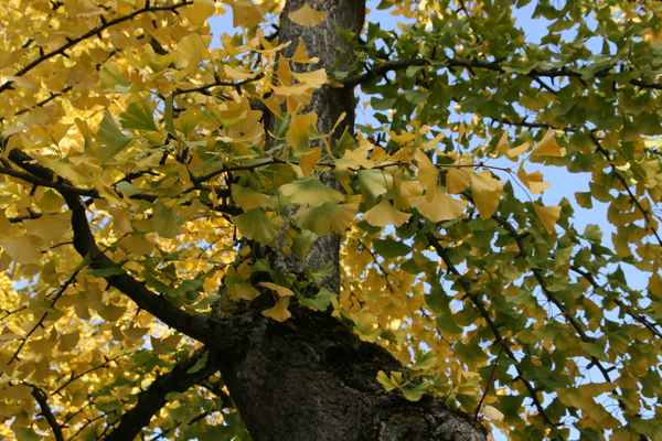 Ginkgo