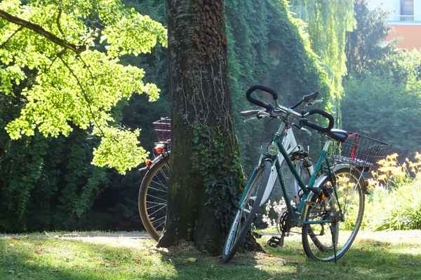 Fahrrad im Park