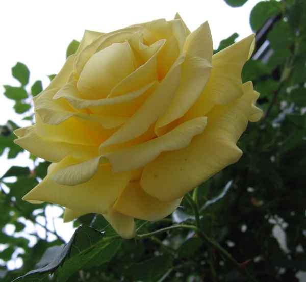 Rose in gelb