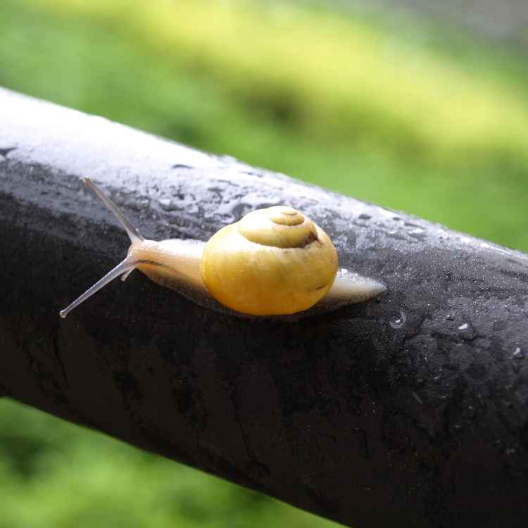 Schneckchen am Morgen