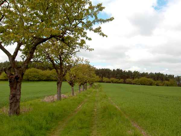 Kirschenallee
