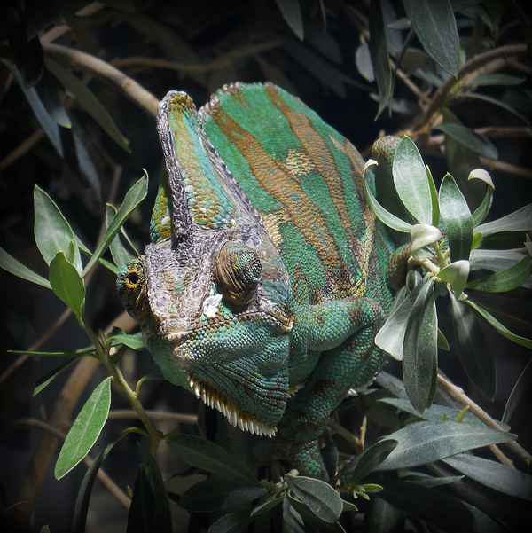 ich beobachte dich ganz genau