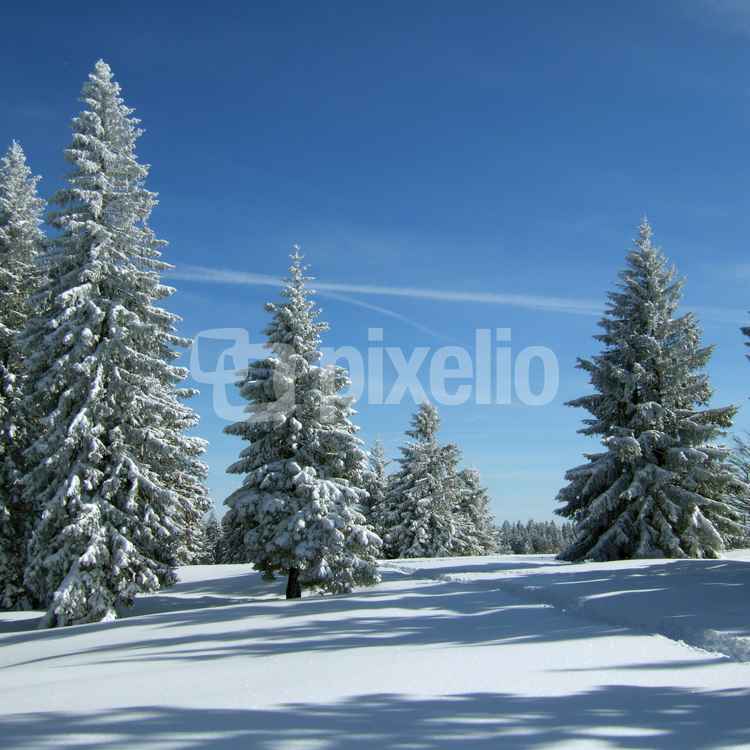 Verschneite Tannen unter blauem Himmel_3