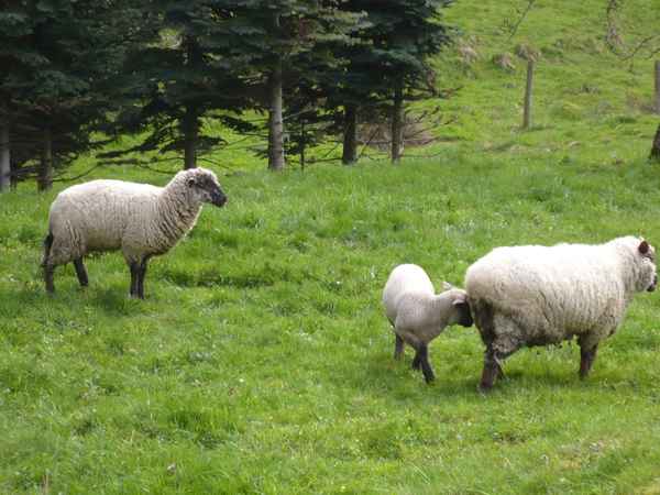 Schafe im Sauerland